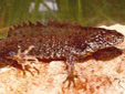 Great Crested Spotted Newt